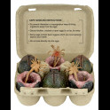 NECA - Aliens 6-Pack Accessory Pack Carton of Alien Eggs (40th Anniversary)